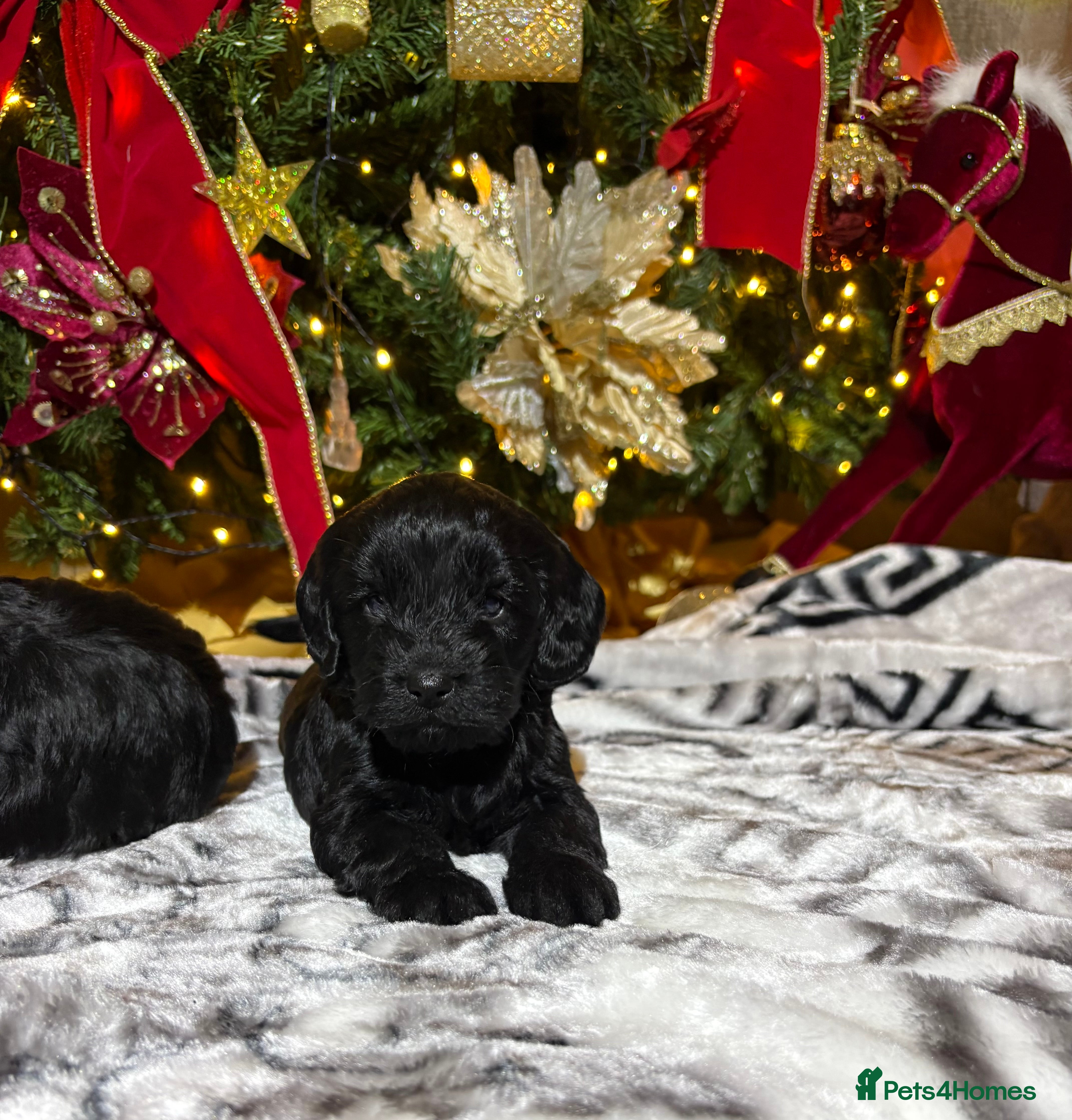 Cockapoo dogs Licenced breeder adorable cockapoos *last girl - Advert 3