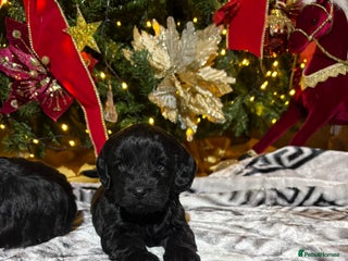 Cockapoo dogs Licenced breeder adorable cockapoos *last girl - Advert 4