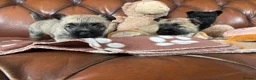Cairn Terrier dogs for sale: KC Registered Cairn Terrier Pups - Advert 19