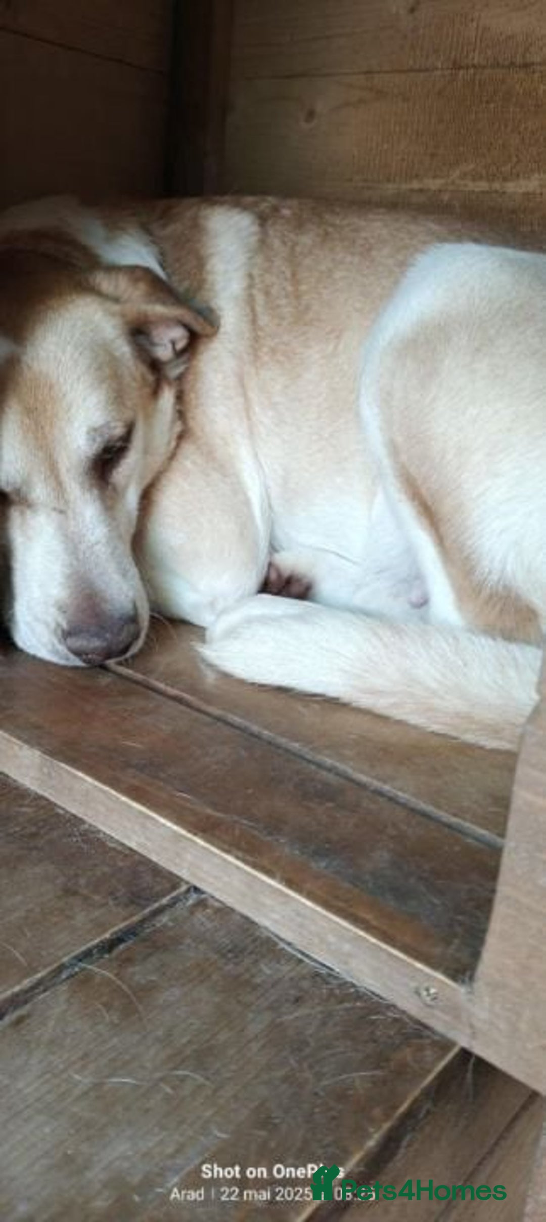 Mixed Breed dogs for adoption: 🐾Luna – a small Lab-type girl longing for love ❤️ - Advert 6