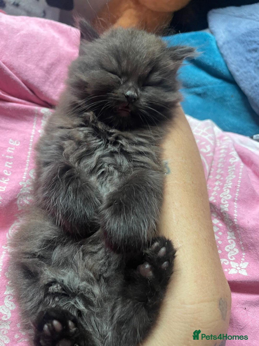 Mixed Breed cats for sale: Beautiful girl  - Image 19