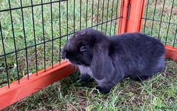 Mini Lop rabbits for sale: Male mini lop babies READY TO LEAVE  - Image 4