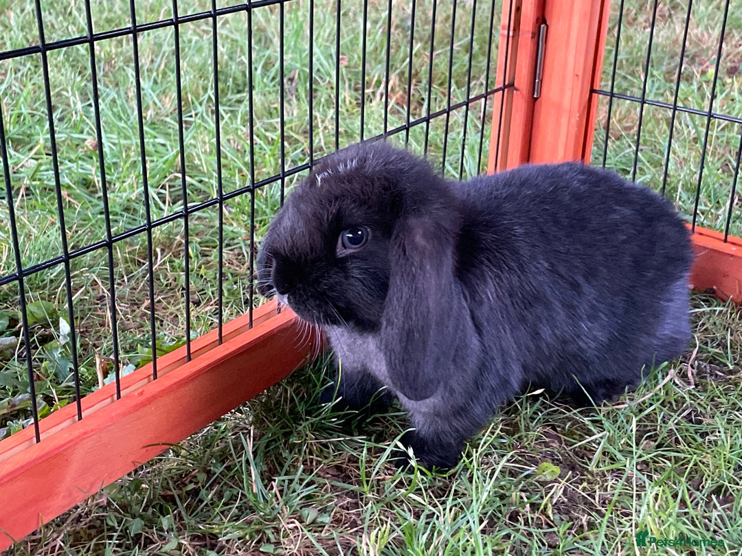 Mini Lop rabbits for sale: Male mini lop babies READY TO LEAVE  - Image 4