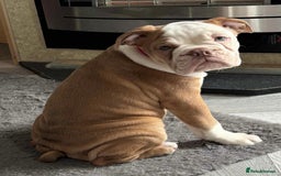 Mixed Breed dogs for sale: Old English bulldog puppy for sale. - Image 1