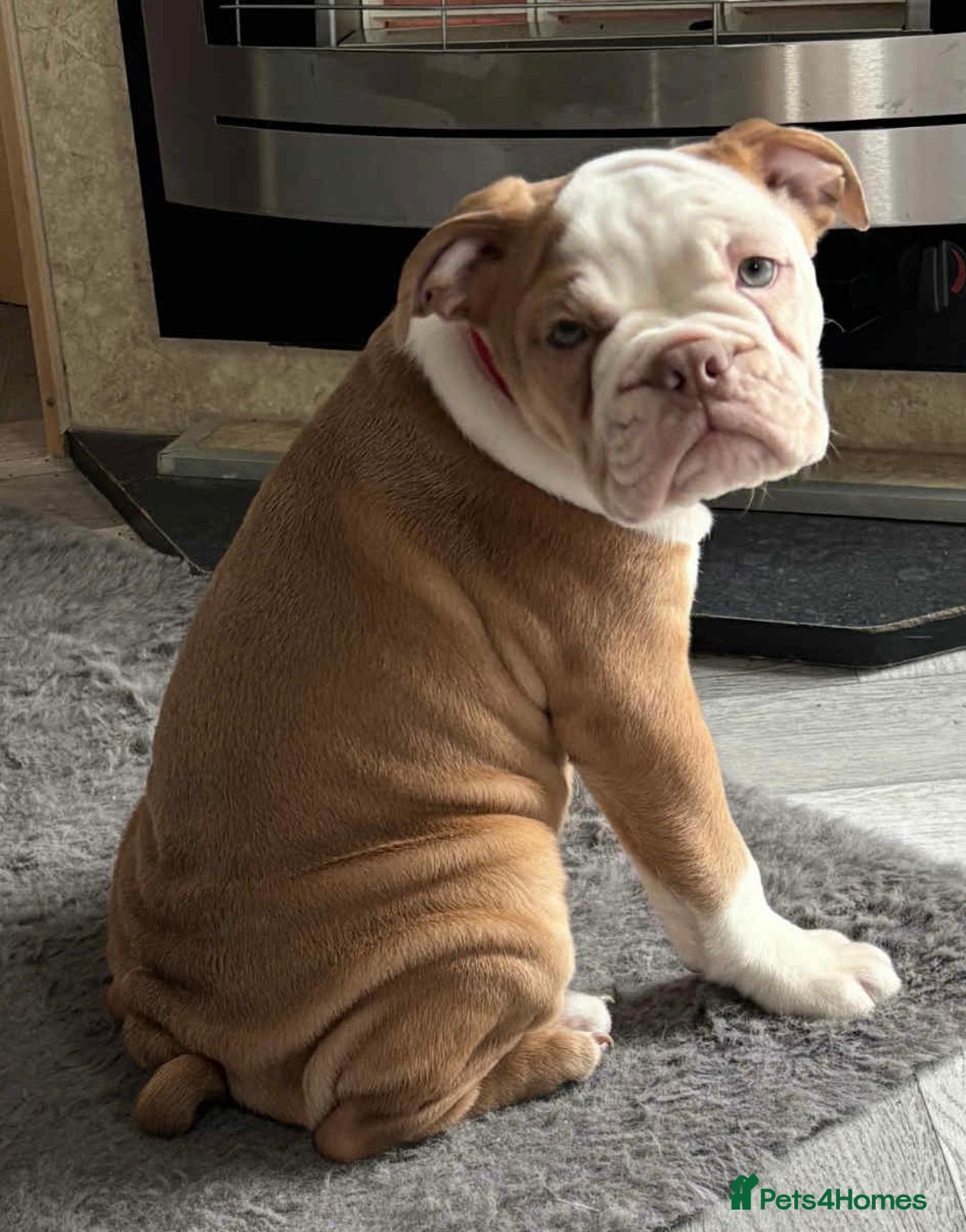 Mixed Breed dogs for sale: Old English bulldog puppy for sale. - Image 1