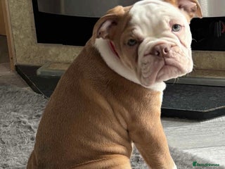 Mixed Breed dogs for sale - Advert 1