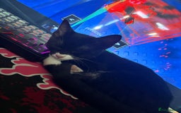 Domestic Shorthair cats for sale: Beautiful Tuxedo female - Image 3
