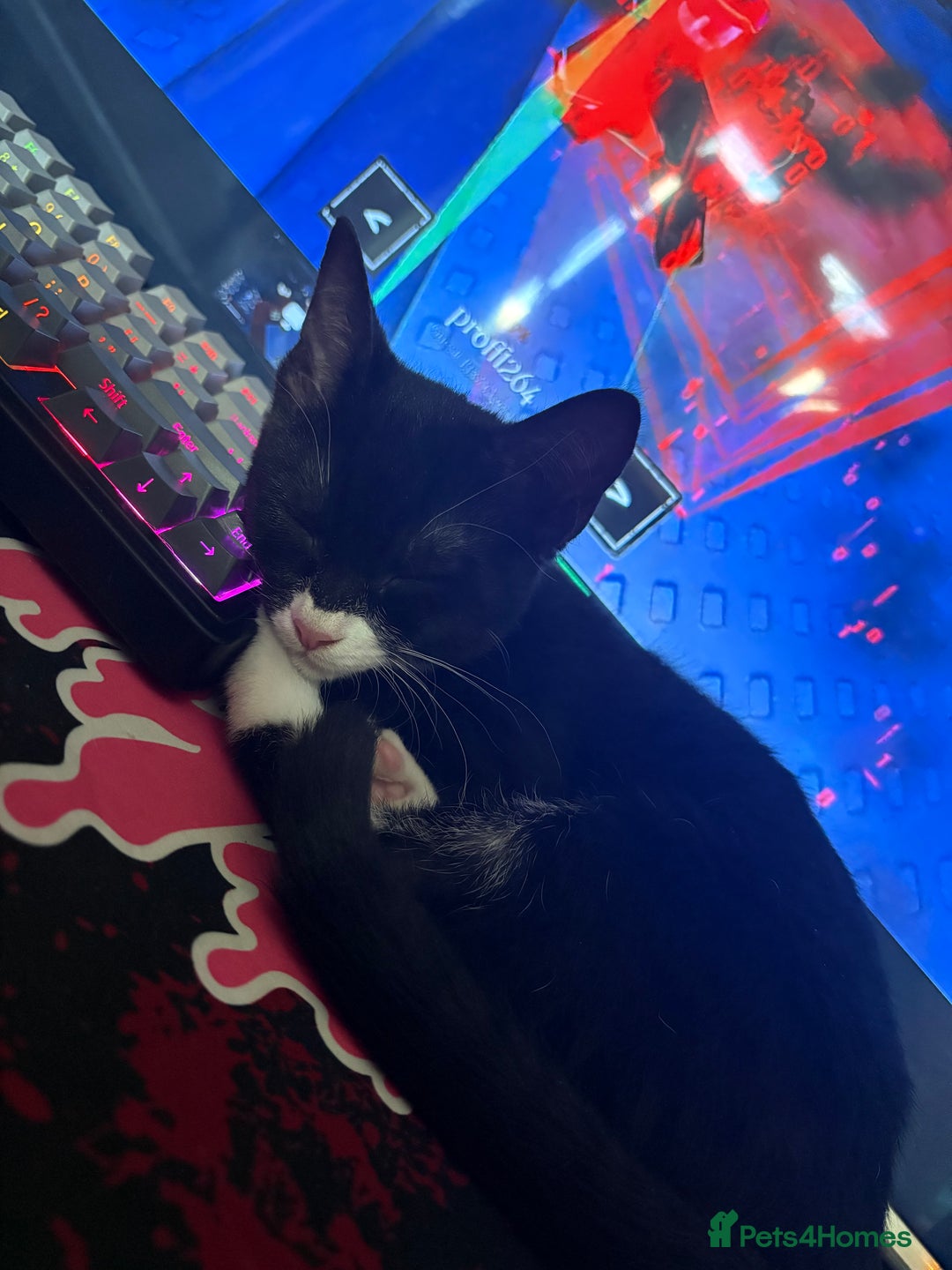 Domestic Shorthair cats for sale: Beautiful Tuxedo female - Image 3