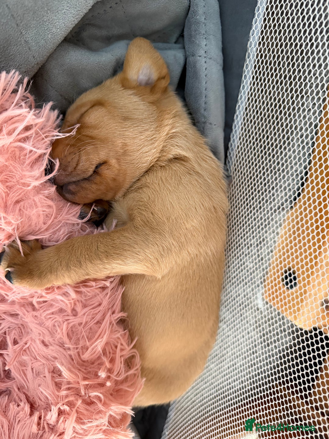 Labrador Retriever dogs for sale: ⭐️Beautiful Fox Red Labrador puppies ⭐️ - Advert 2