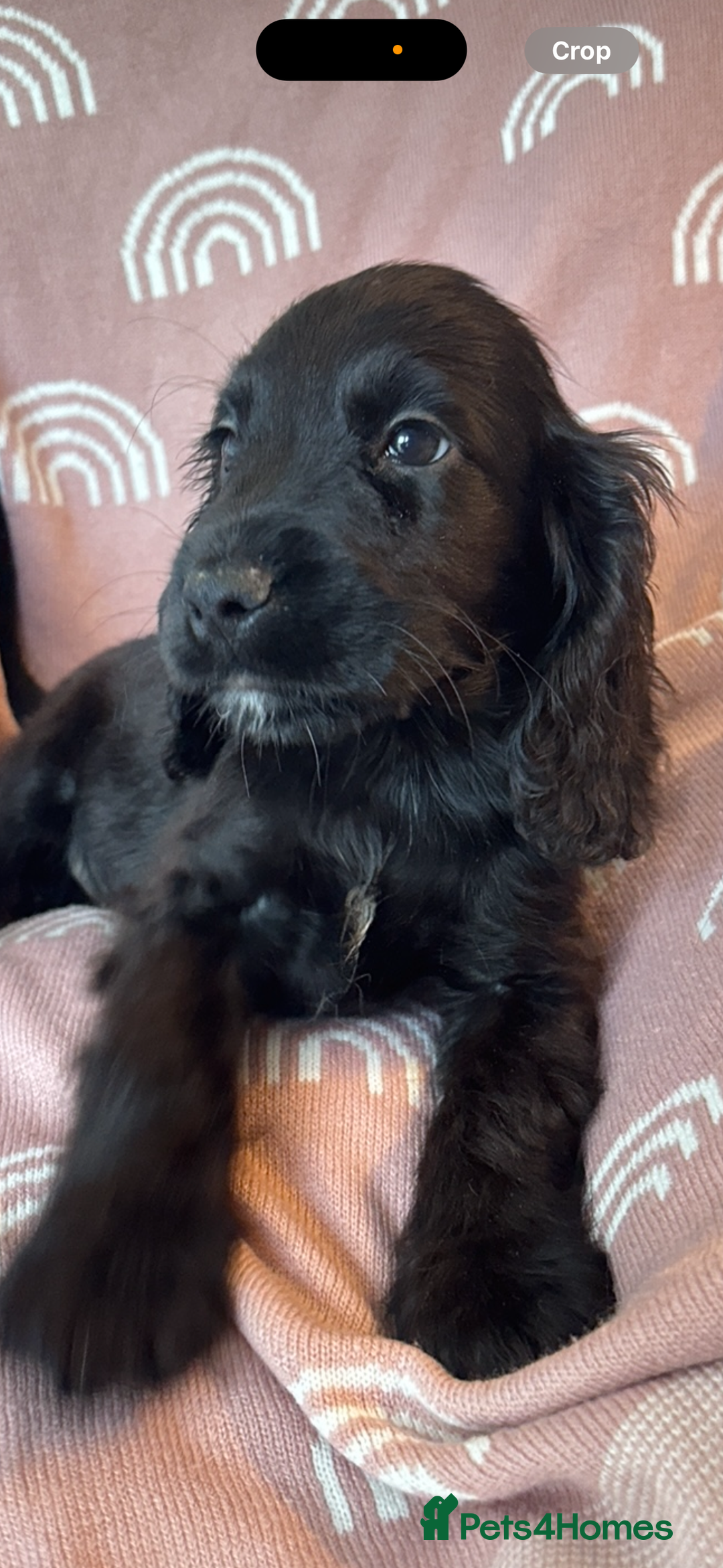 Cocker Spaniel dogs for sale: Cute cocker spaniels  - Advert 9