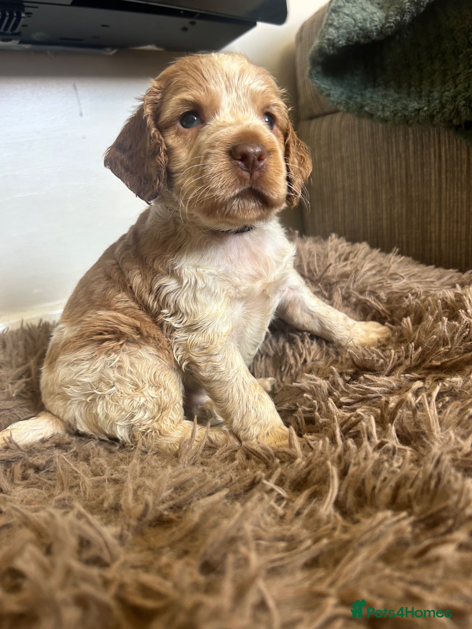 Cocker Spaniel dogs Stunning Cocker Spaniels  - Advert 12