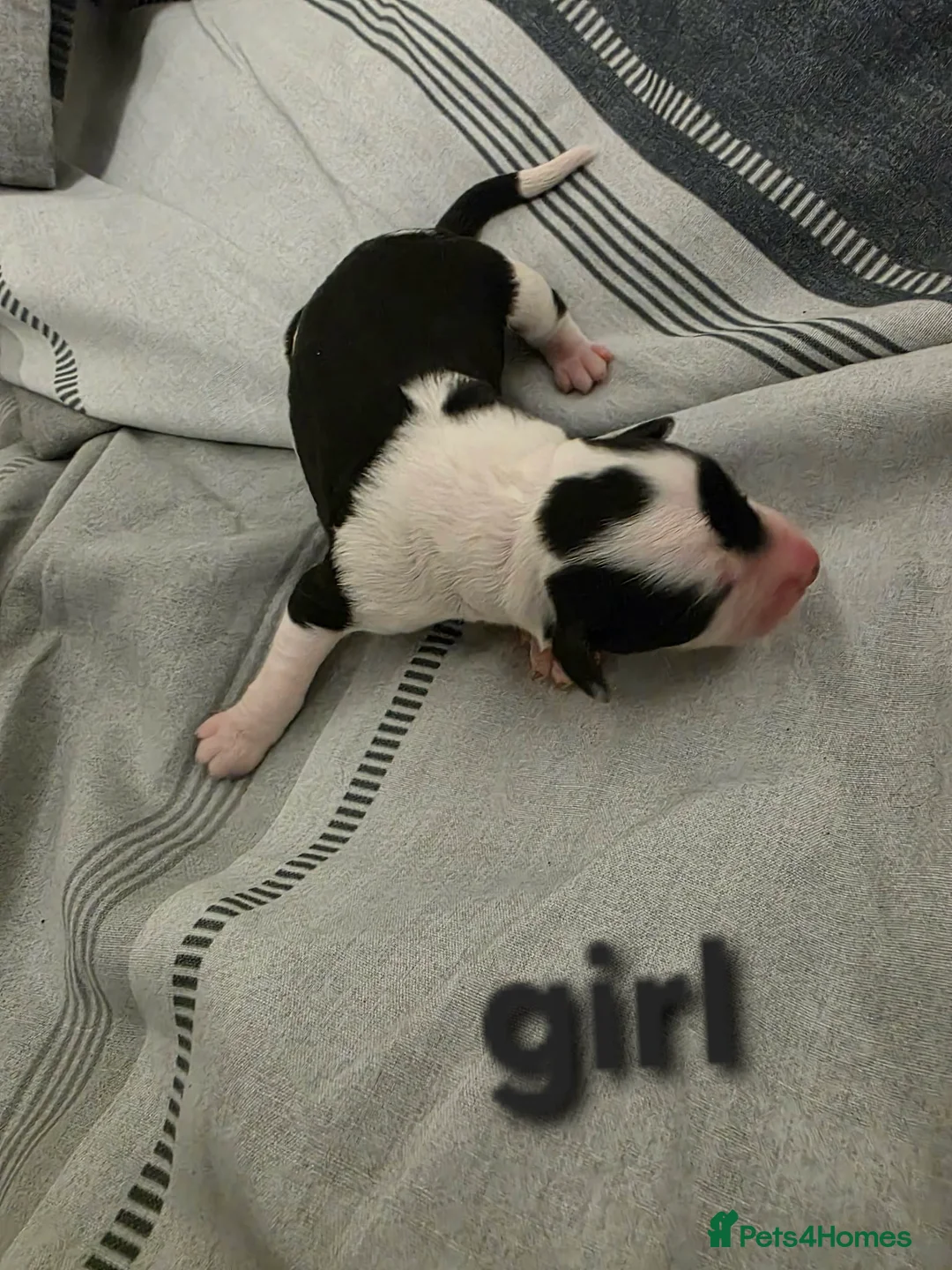 Mixed Breed dogs for sale: Cocker spaniel cross border collie - Advert 17