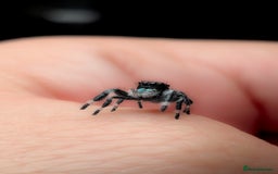 Spiders invertebrates for sale: i6 Phidippus Regius Bahamas male (randomly picked) - Image 6