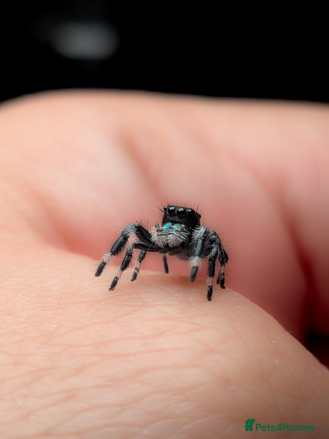 Spiders invertebrates for sale: i6 Phidippus Regius Bahamas male (randomly picked) - Image 6