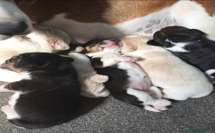 Beagle dogs - Advert 1