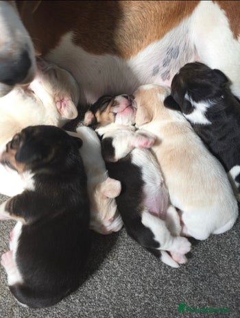 Beagle dogs - Advert 2