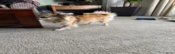 Chihuahua dogs for stud: Long haired chihuahua for stud - Advert 2