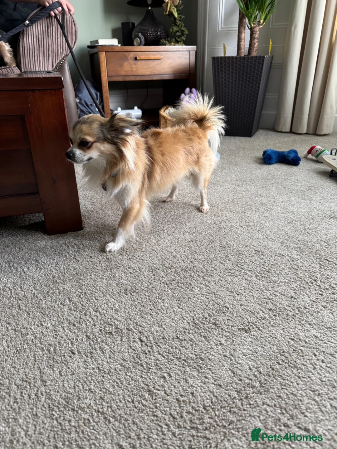 Chihuahua dogs for stud: Long haired chihuahua for stud - Advert 2