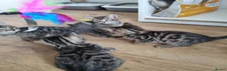 Bengal cats for sale: Bengal Kittens looking for home🐾 - Advert 6
