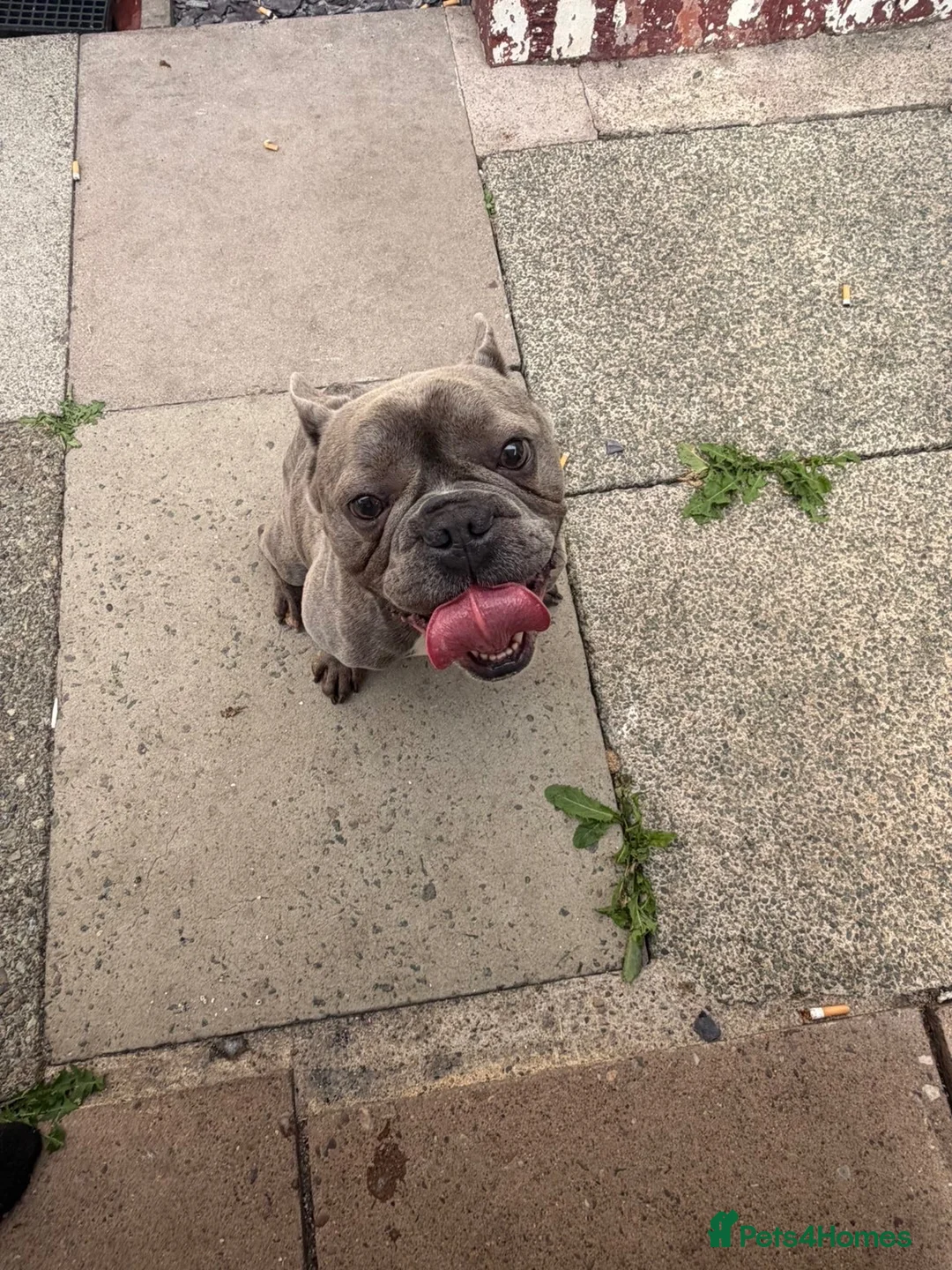 Mixed Breed dogs for sale: Loving 2-Year-Old Frenchton Male 🐾🦴 in Crewe - Advert 2