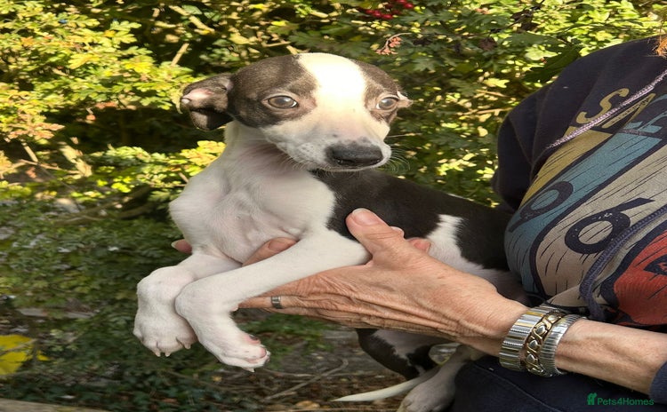 Whippet dogs - Advert 12