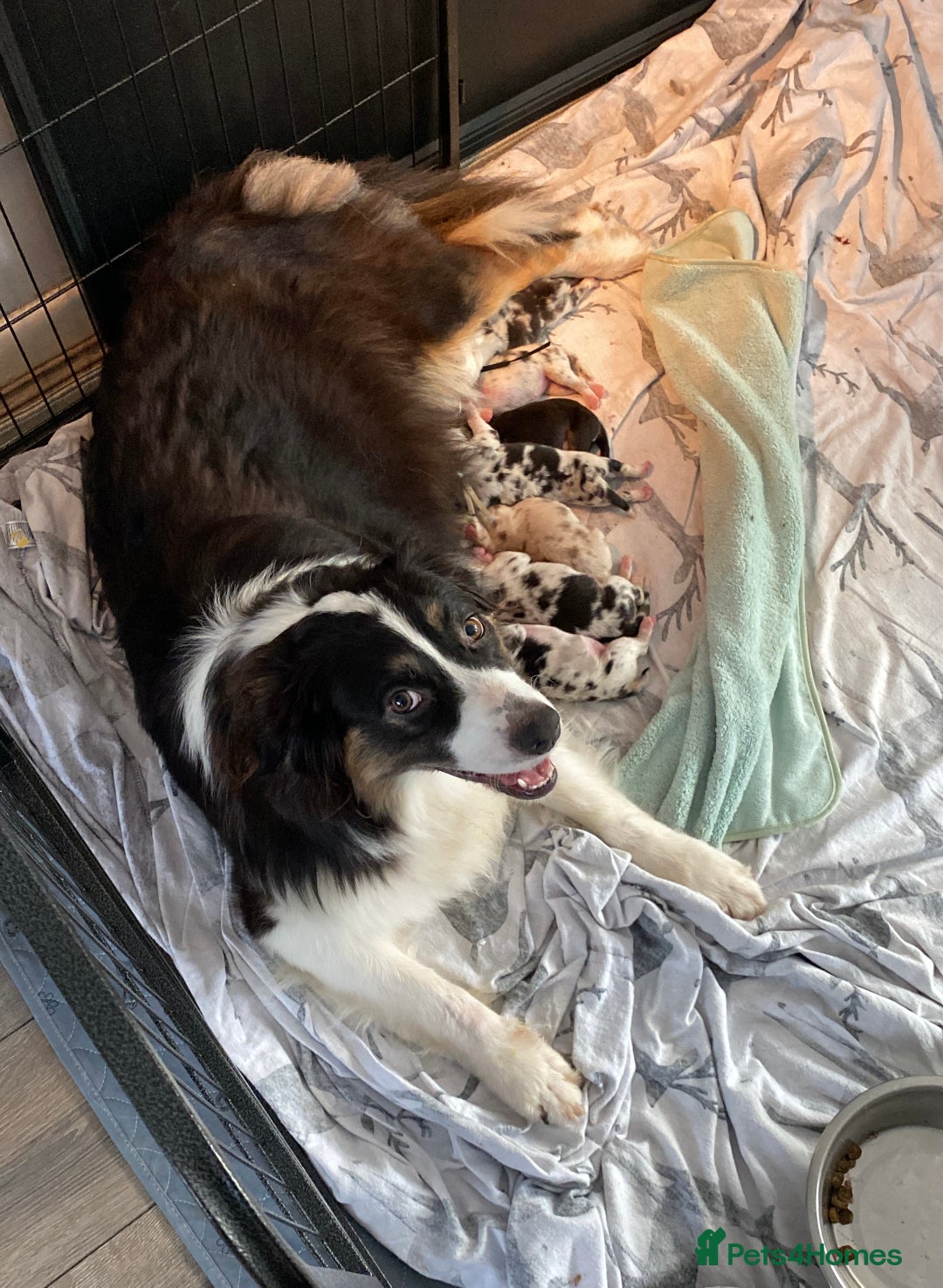 Australian Shepherd dogs for sale: Miss Julie Duckworth - Image 4
