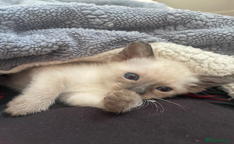 Siamese cats - Advert 1