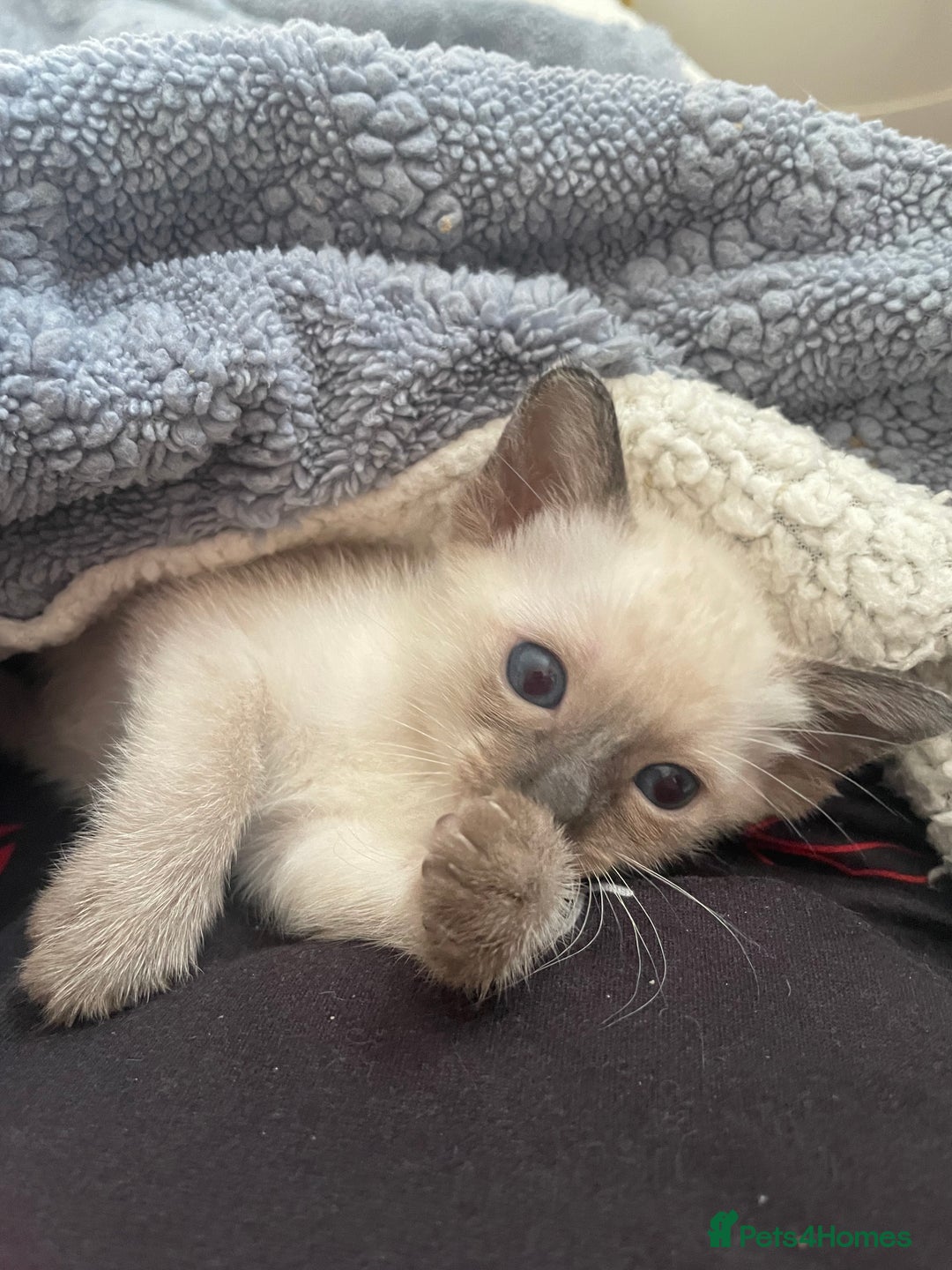 Siamese cats for sale: Beautiful Siamese Kittens 1 girl & 2 boys - Image 12