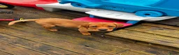 Labrador Retriever dogs for sale: Red fox lab puppy  - Advert 5