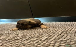 French Bulldog dogs for sale: ♥️Litter of 6 French Bulldog Puppies♥️ - Advert 20