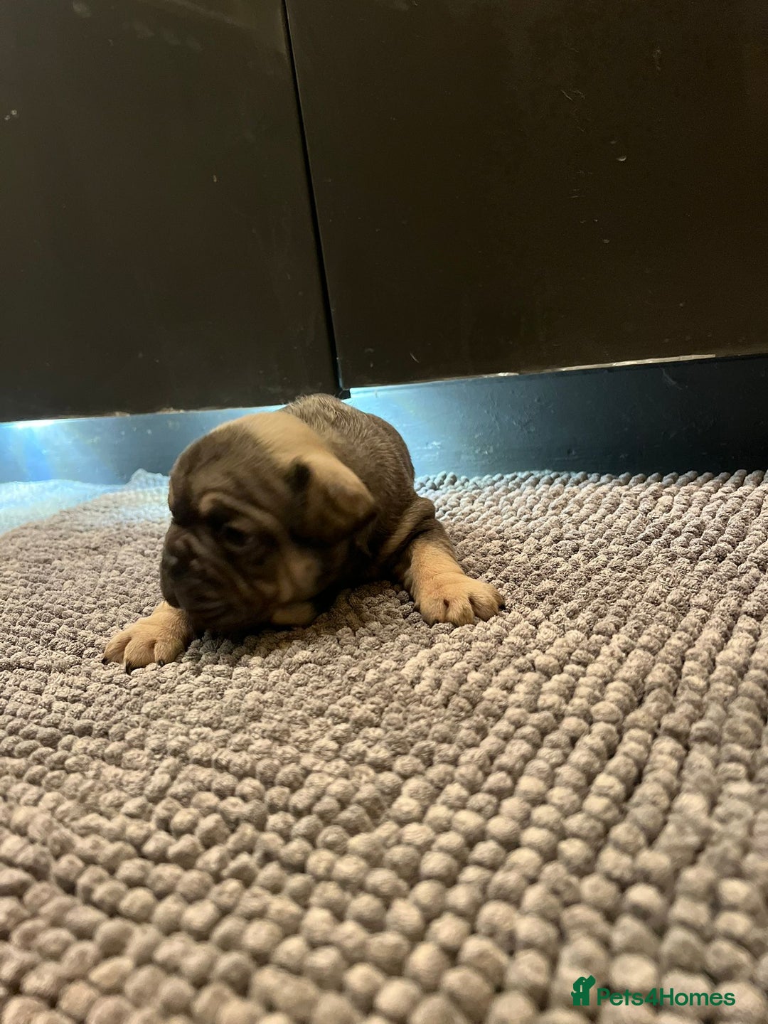 French Bulldog dogs for sale: ♥️Litter of 6 French Bulldog Puppies♥️ - Advert 20