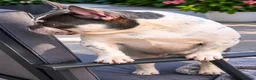 French Bulldog dogs for sale: 🐾 6 Beautiful KC Registered French Bulldog Puppys - Advert 27