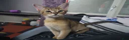 Chausie cats for sale: CHAUSIE f6  - Advert 5