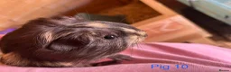 Guinea Pig rodents for sale: Guinea pig babies  in Yeovil - Advert 19