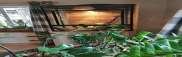 Boa Snake reptiles for sale: ++++++ - Advert 2
