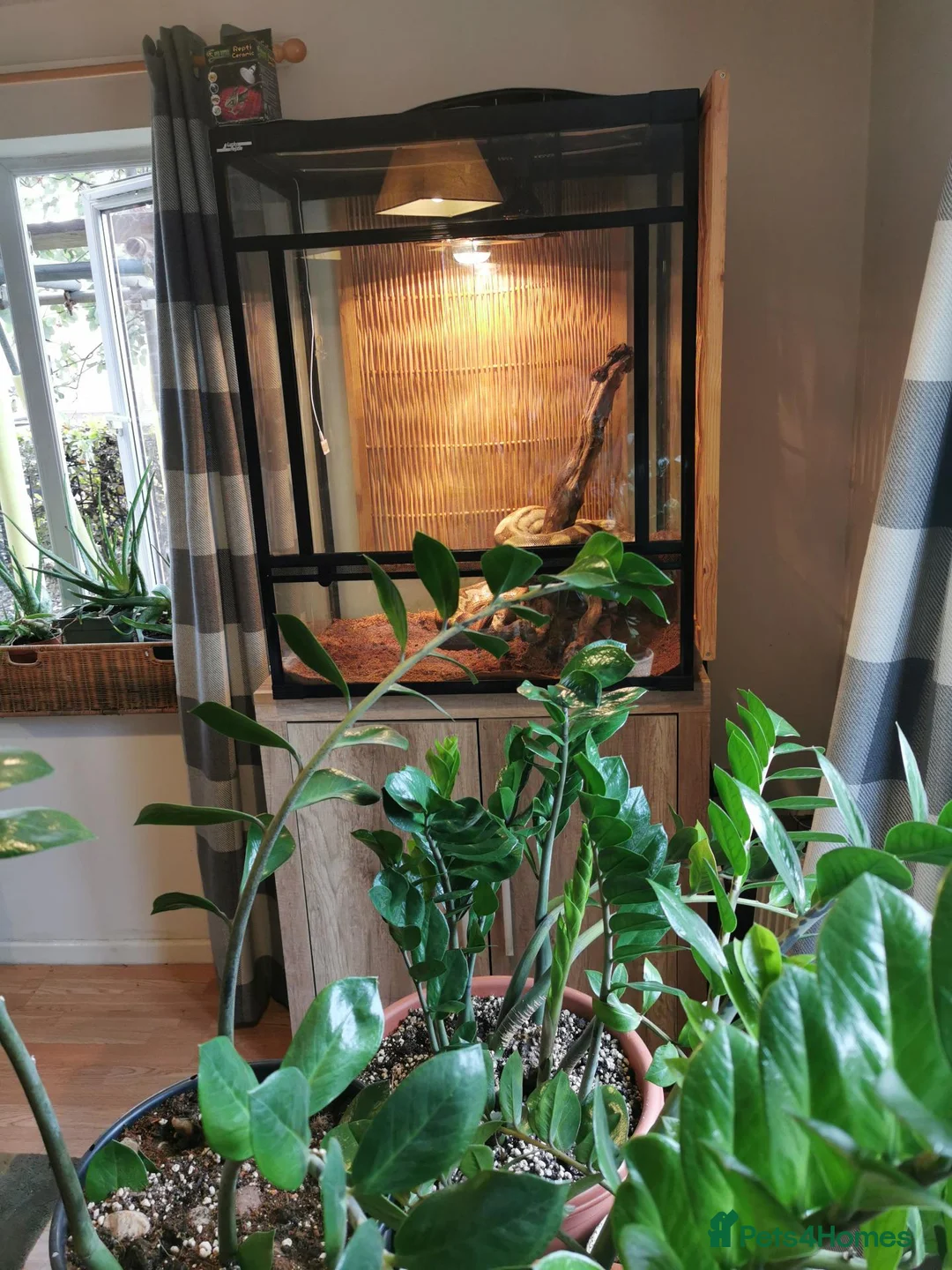 Boa Snake reptiles for sale: ++++++ - Advert 2