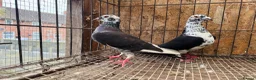 Pigeons birds for sale: TIGER GRIZZLED RACING PIGEONS - Advert 5
