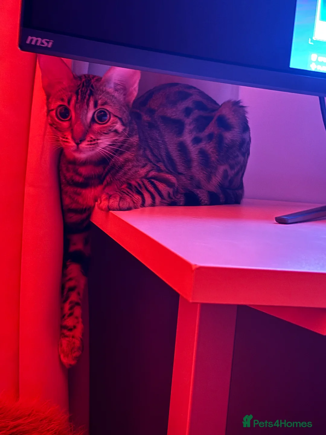 Bengal cats for sale: Naami - Advert 2