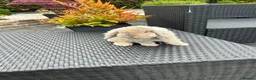 Mini Lop rabbits for sale: mini lops looking for their forever home £70 - Advert 2