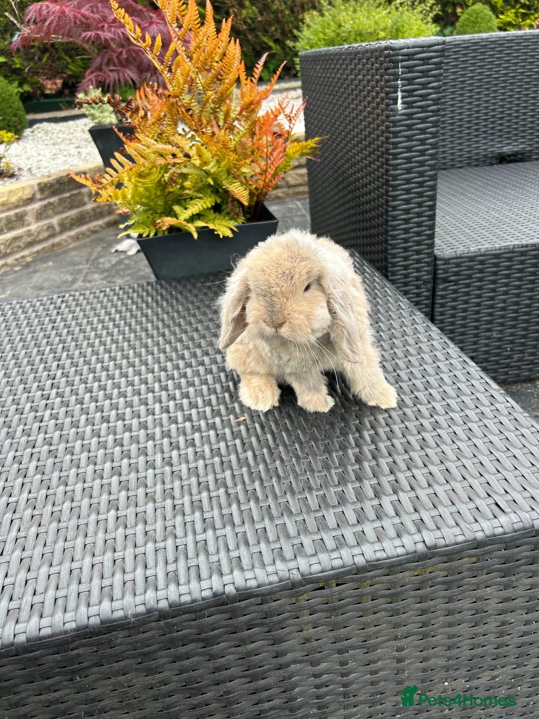 Mini Lop rabbits for sale: mini lops looking for their forever home £70 - Advert 2