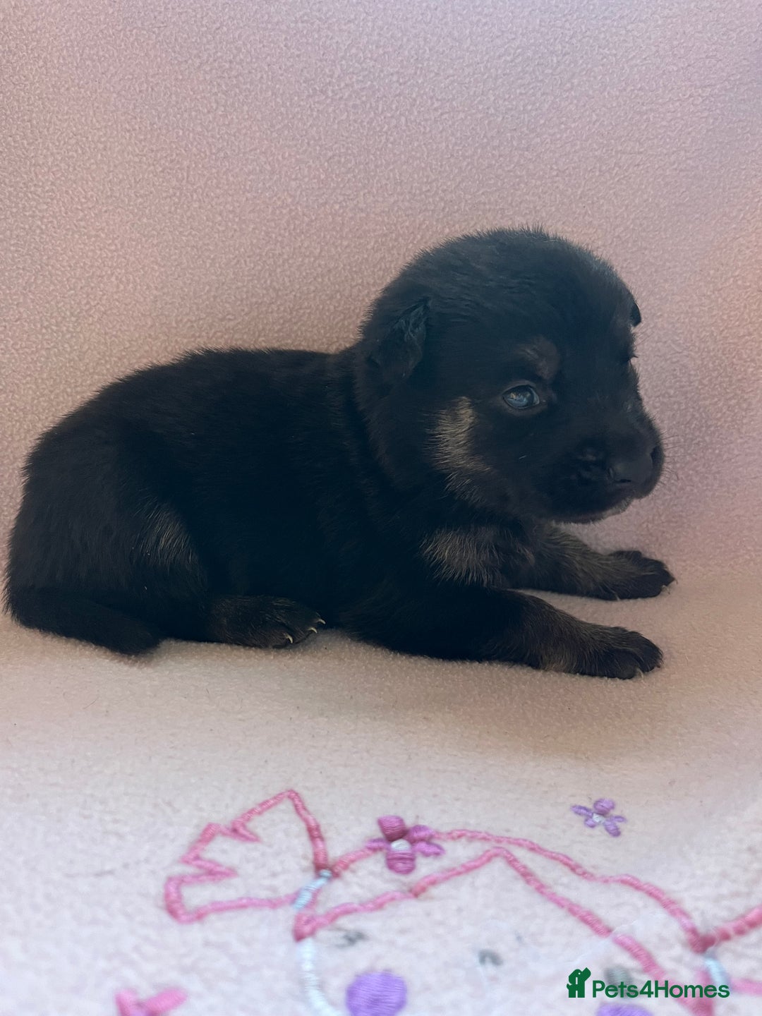 Mixed Breed dogs for sale: belgian malinois mix cross German shepherd  - Advert 21