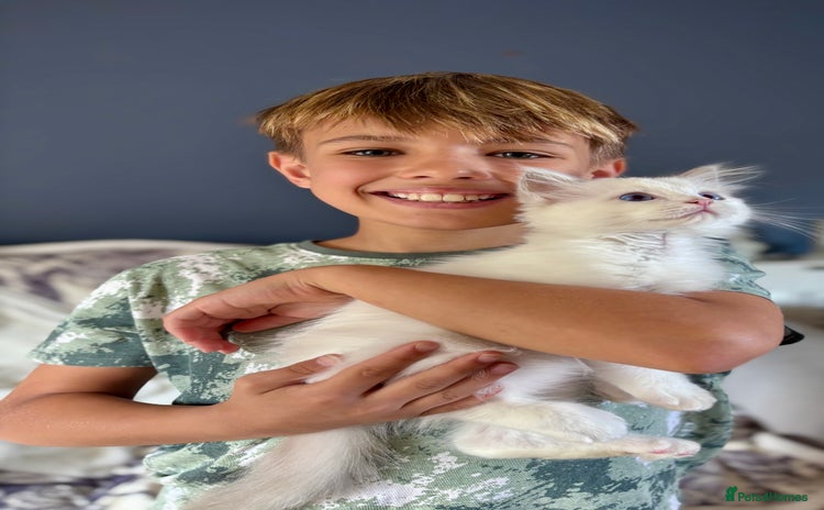 Ragdoll cats - Advert 3