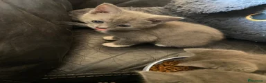 Mixed Breed Kitten 3