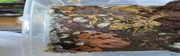 Isopods invertebrates for sale: Isopods  - Advert 10