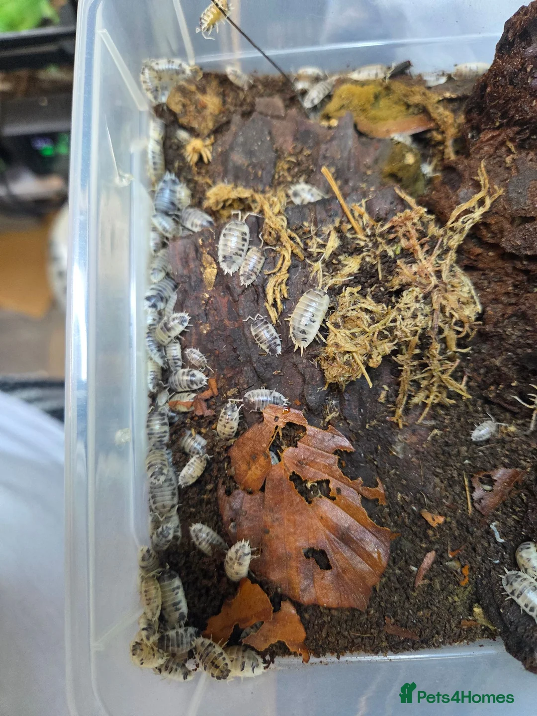 Isopods invertebrates for sale: Isopods  - Advert 10