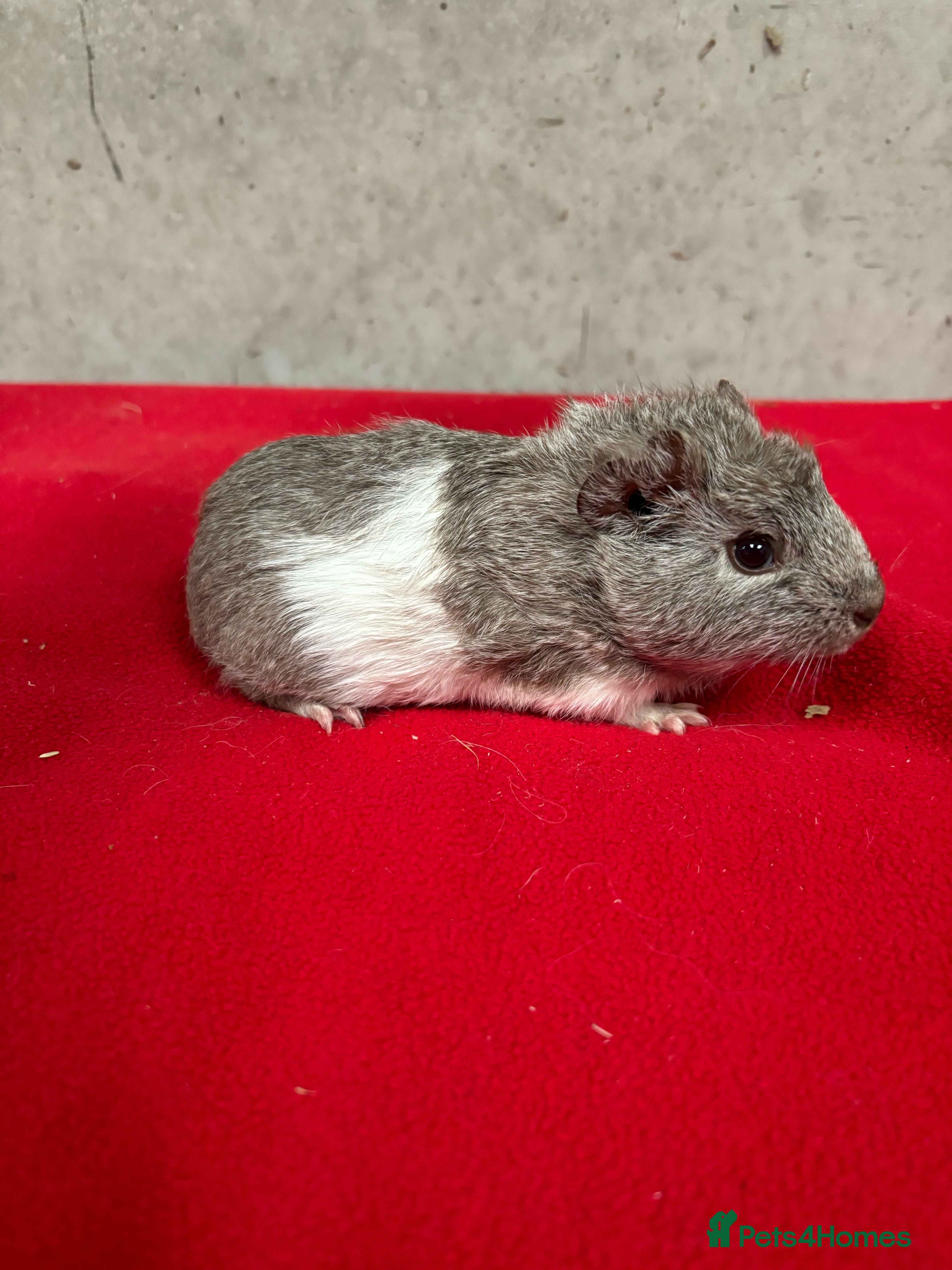 Guinea Pig rodents Female guinea pigs  - Advert 1