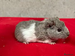 Guinea Pig rodents Female guinea pigs - Advert 1