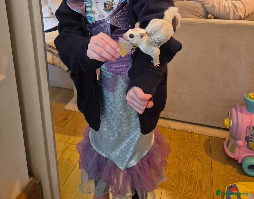 Sugar Glider rodents for sale: Two male sugar gliders  - Advert 1