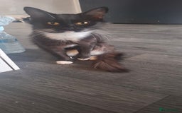 Mixed Breed cats for sale: Tabby cat and black and white cat looking for home - Advert 3