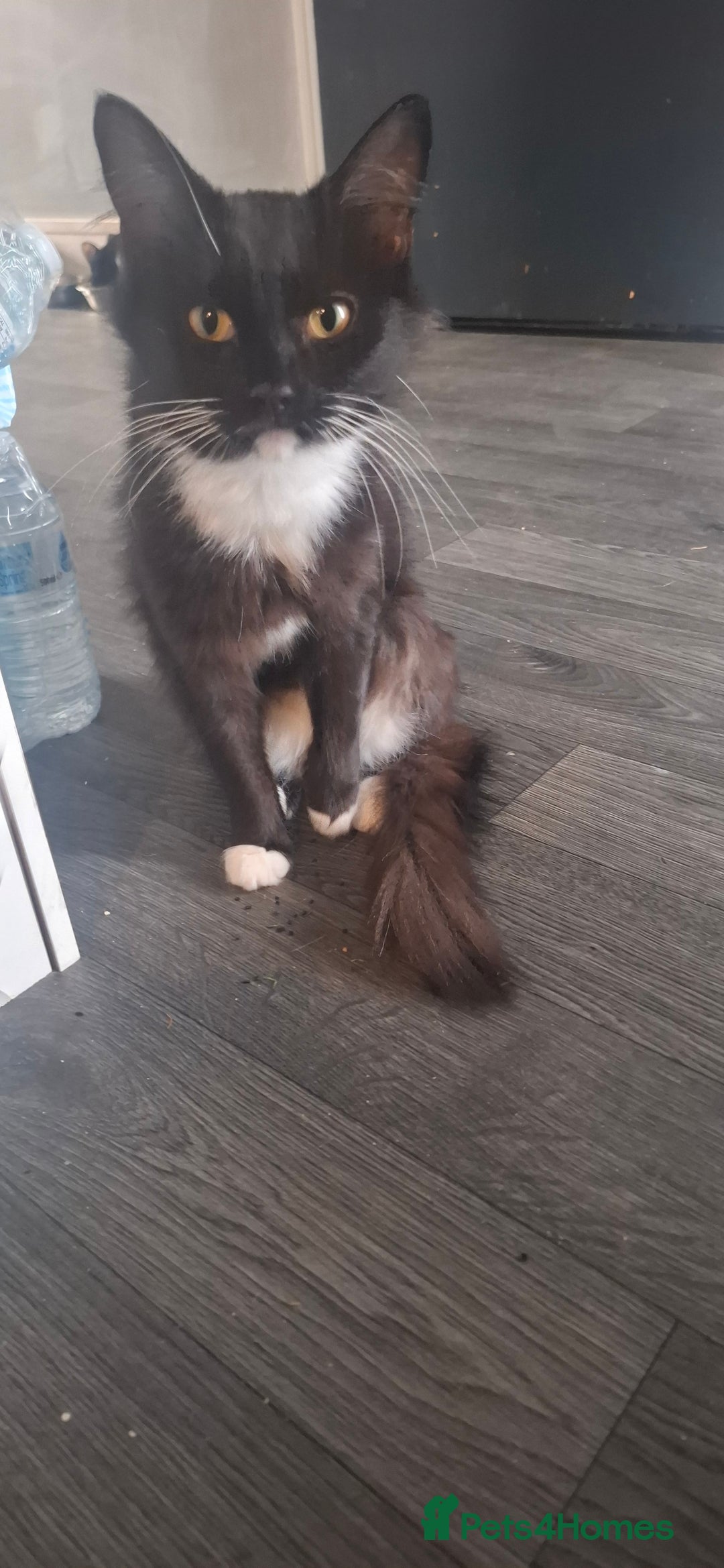 Mixed Breed cats for sale: Tabby cat and black and white cat looking for home - Advert 3